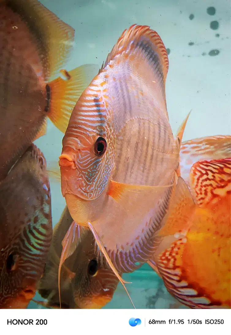 دیسکس ۷ اینچ گرید A|ماهی|تهران, سلسبیل جنوبی|دیوار