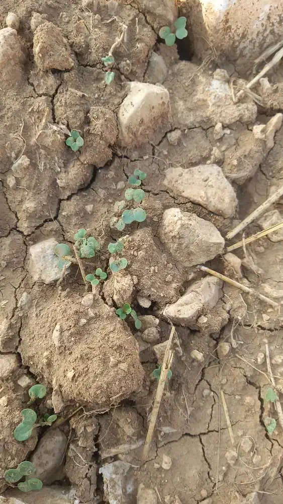 زمین دیم اجاره|اجارهٔ دفتر صنعتی، کشاورزی، تجاری|دهدشت, |دیوار