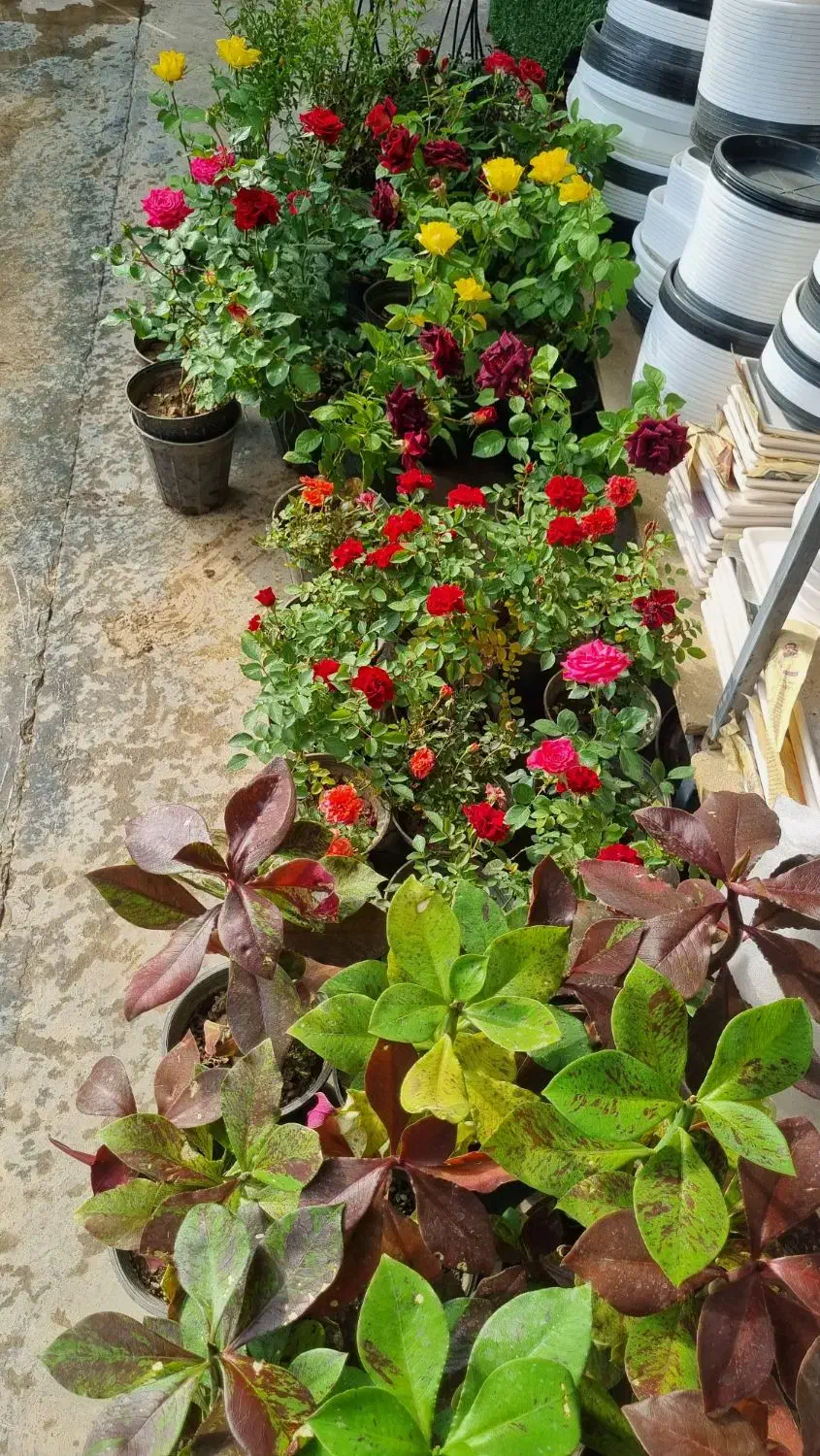 بار جدید گل و گیاه حیاطی و اپارتمانی رسید|گل و گیاه طبیعی|دوگنبدان, |دیوار