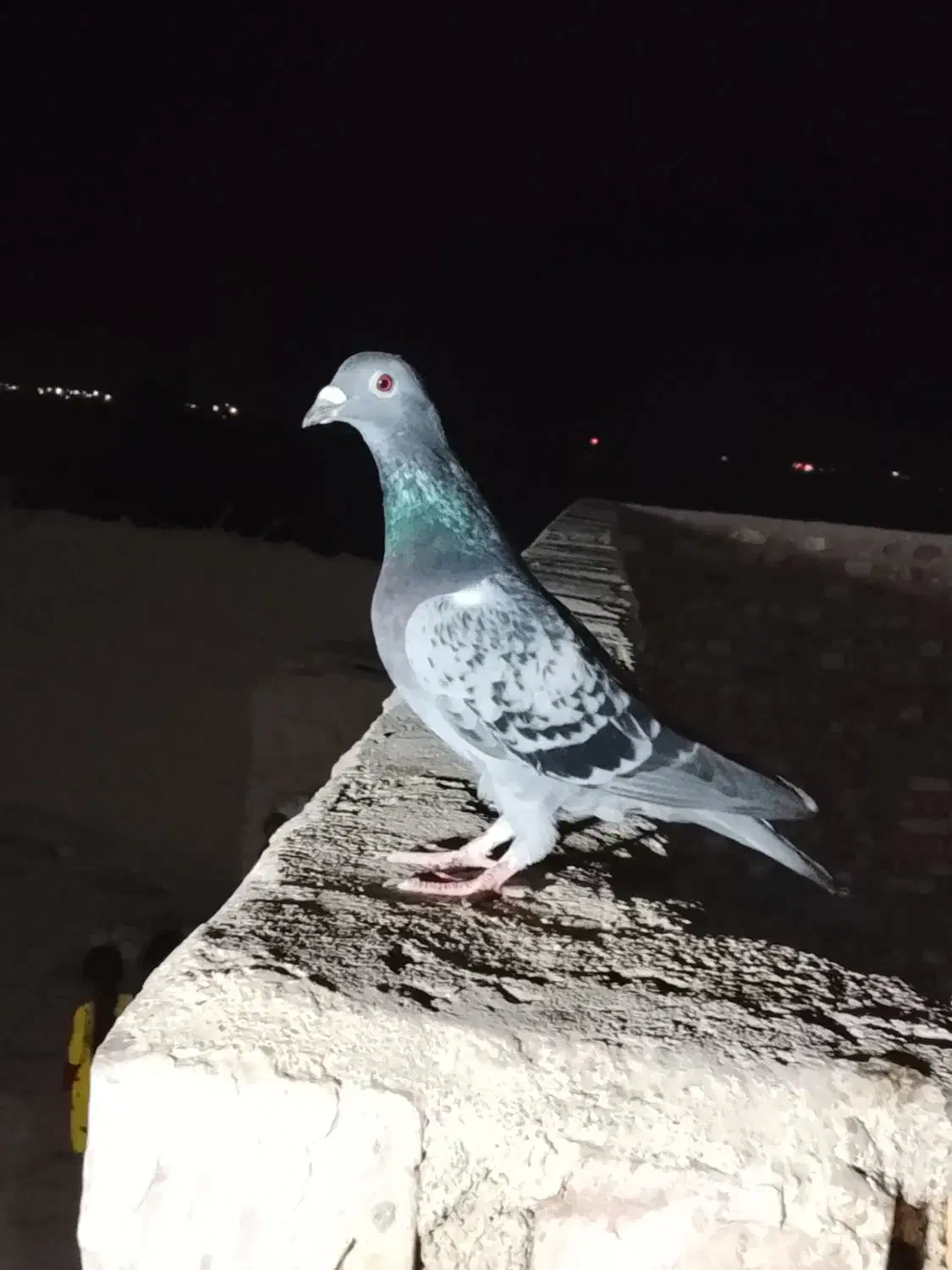 کفتر گمشده|پرنده|کرباسک, |دیوار