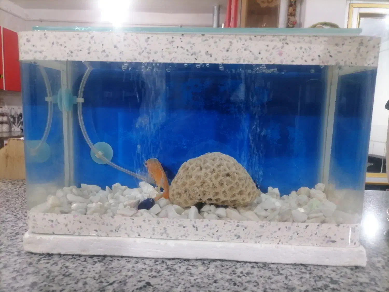 اکواریوم|ماهی|سیرجان, |دیوار