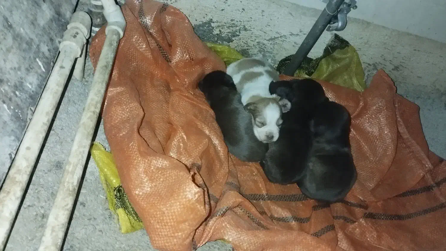 سگپاکوتاه|سگ|آق قلا, |دیوار