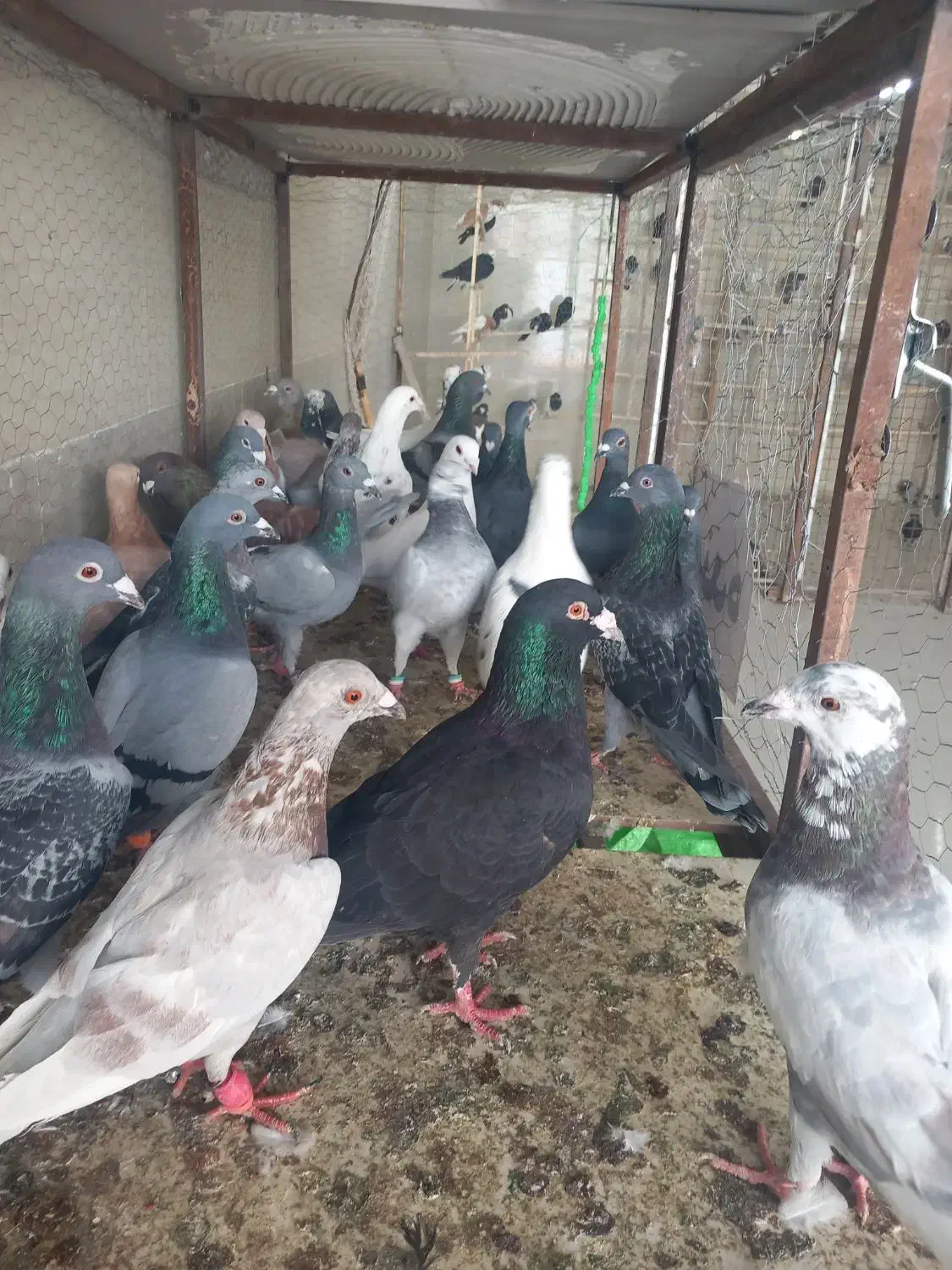 کفتر شهرستانی|پرنده|مشهد, امیرآباد|دیوار