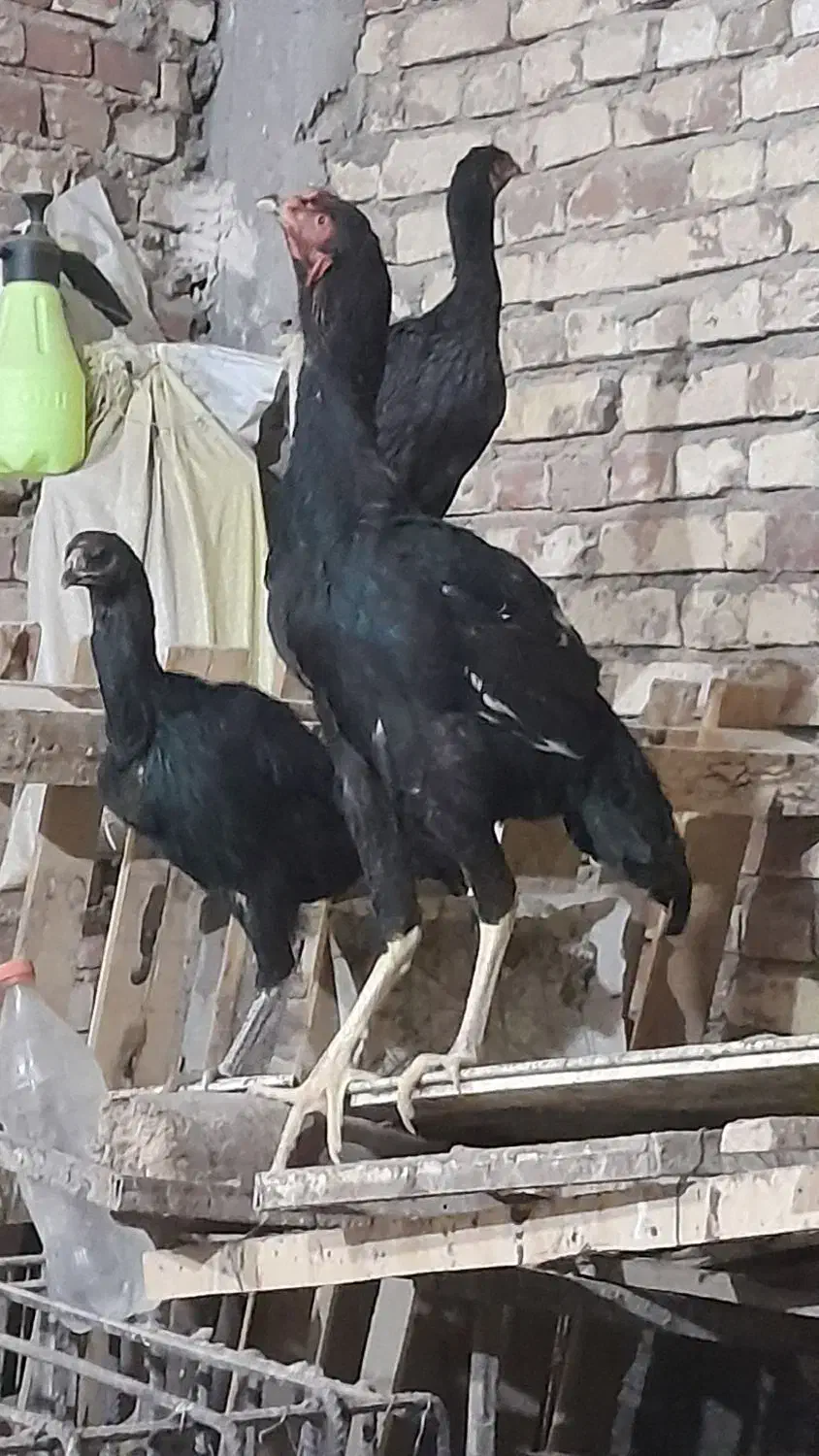 خروس و دو مرغ لاری جوجه ۱۰ ماه|حیوانات مزرعه|زاهدان, |دیوار