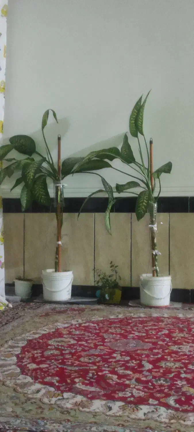 دیفن|گل و گیاه طبیعی|دهدشت, |دیوار