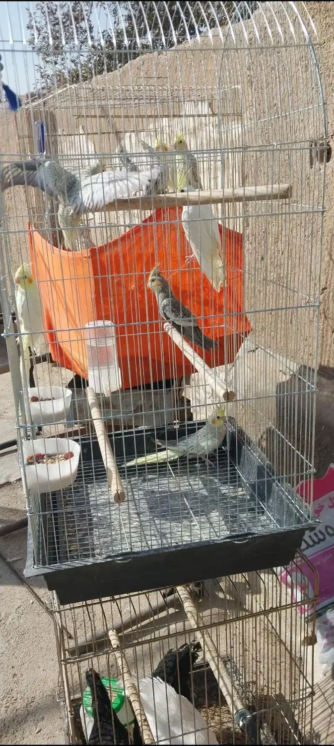 عروس فروشی|پرنده|هشتگرد, هیو|دیوار