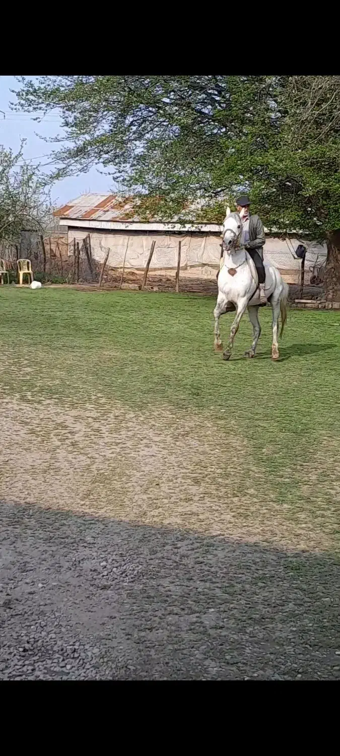 اسب|اسب و تجهیزات اسب‌سواری|شاندرمن, |دیوار