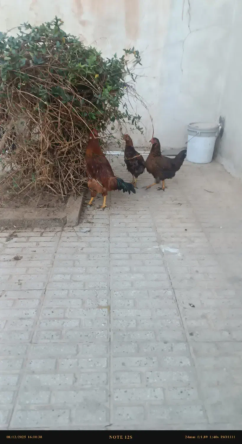 فروش مرغ و خروس خانگی|حیوانات مزرعه|تربت جام, جامرود|دیوار