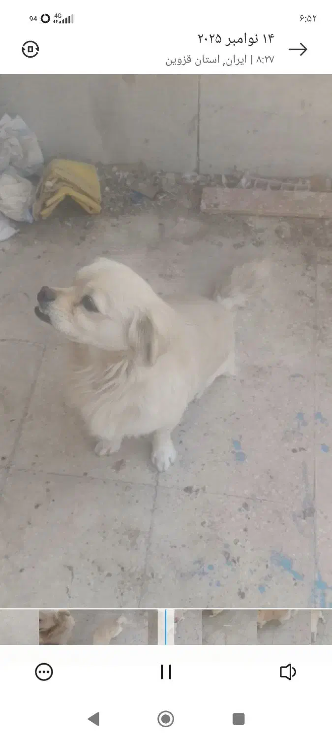 سگ پاکوتا|سگ|محمدیه-قزوین, |دیوار