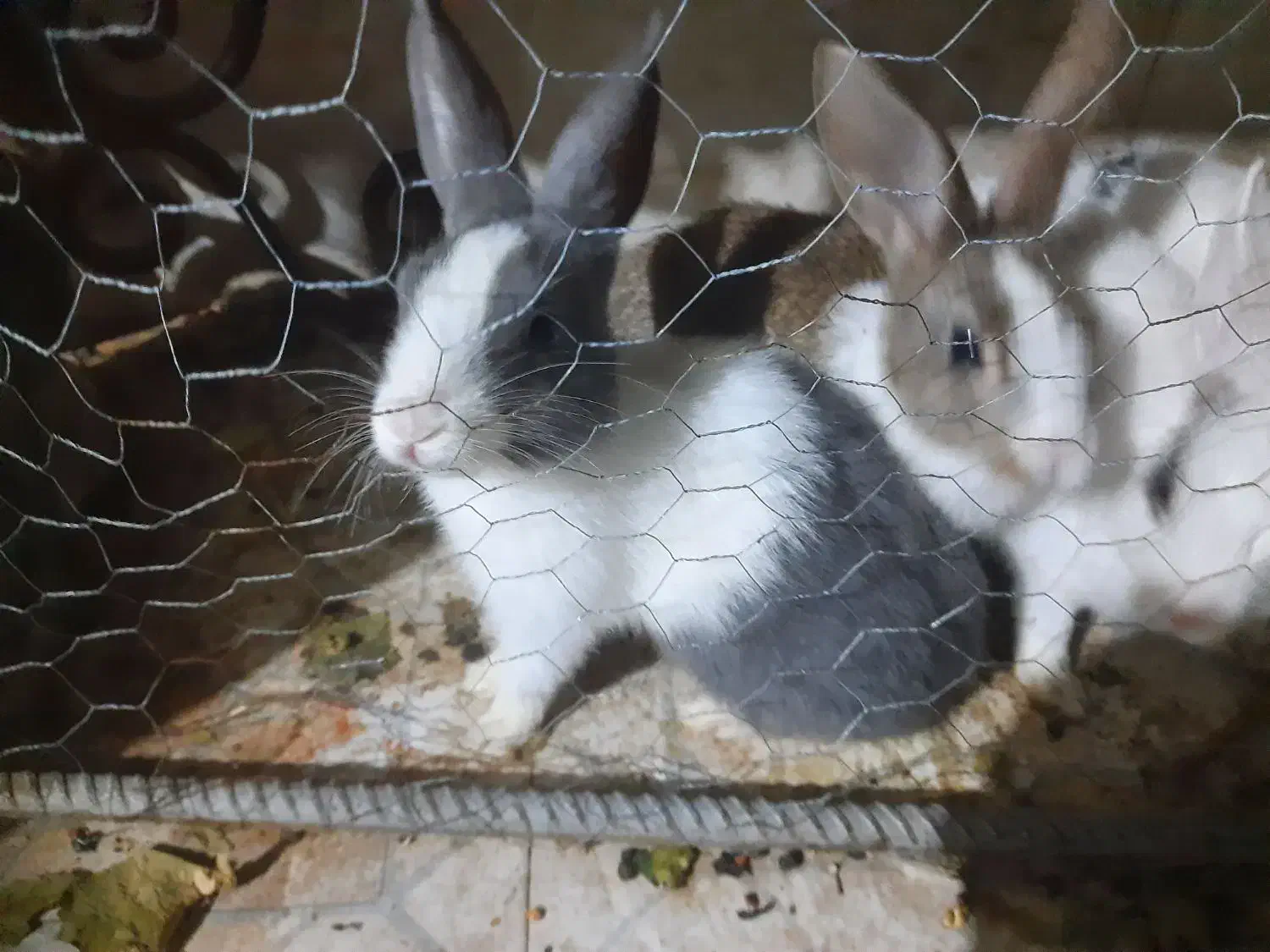 خرگوش|موش و خرگوش|لوشان, |دیوار