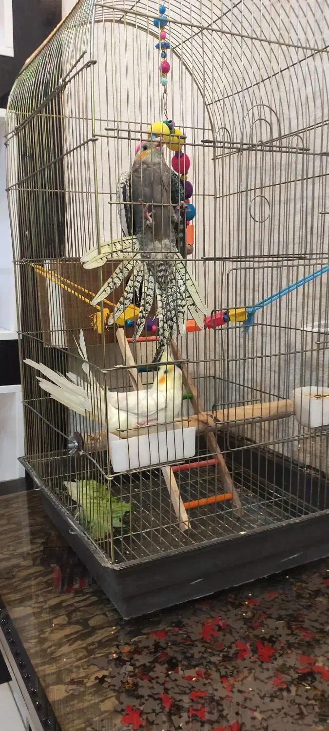 عروس هلندی|پرنده|قدس, شهر‌قدس|دیوار