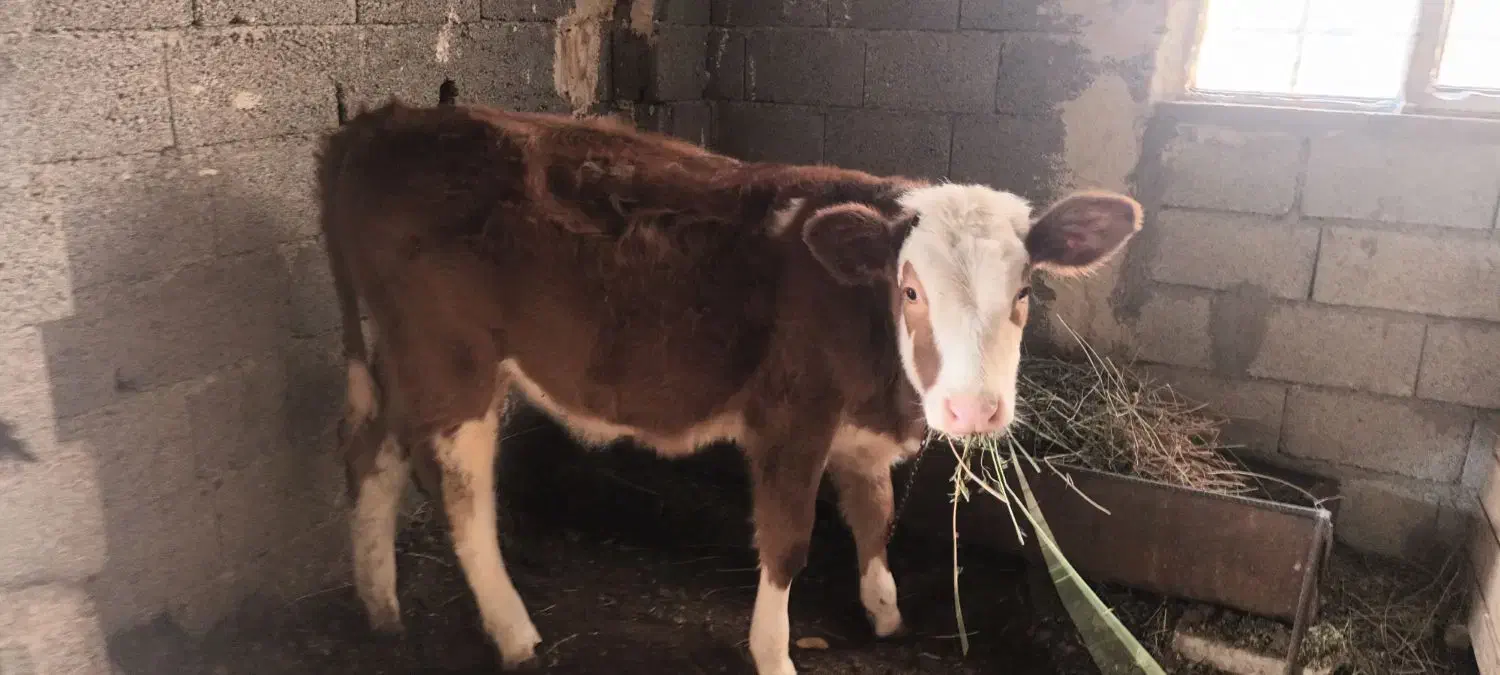 گاو|حیوانات مزرعه|نوشین شهر, |دیوار