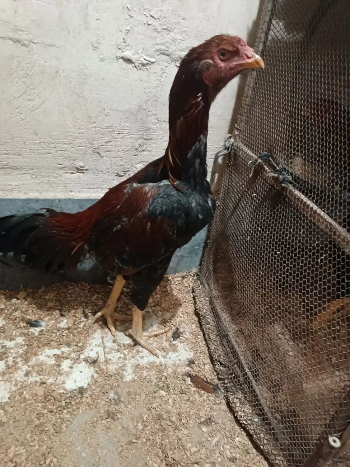 سه عدد جوجه لاری|حیوانات مزرعه|مرند, |دیوار