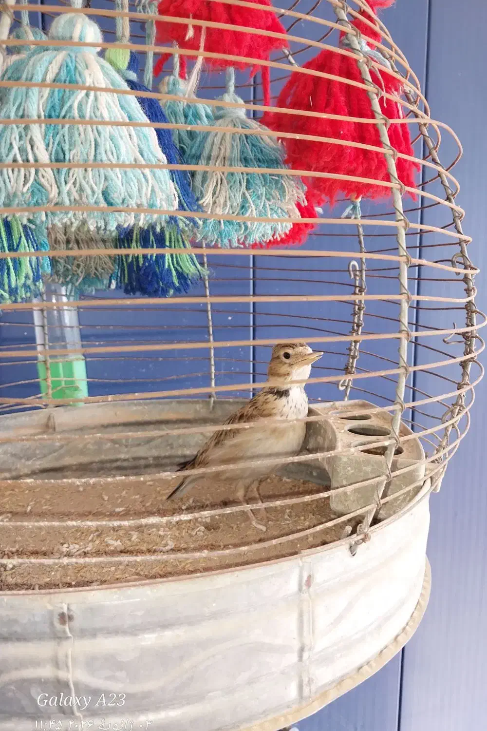 سهره خاکی|پرنده|گتوند, |دیوار