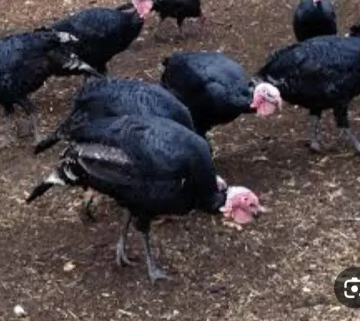 بوقلمون محلی|حیوانات مزرعه|حویق, |دیوار