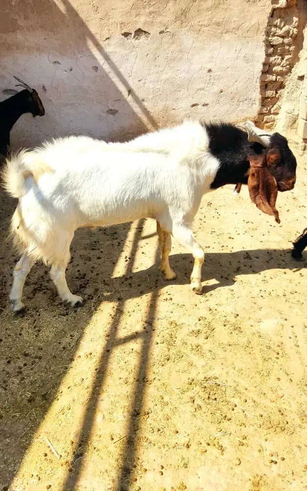 فروش کهره چبش تالی اصل|حیوانات مزرعه|جهرم, |دیوار