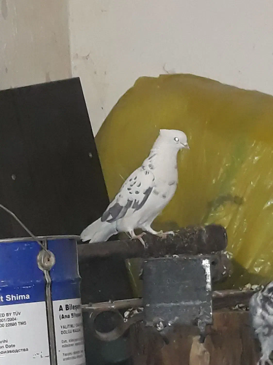 کبوتر کاکلی و تهرانی|پرنده|صحنه, |دیوار