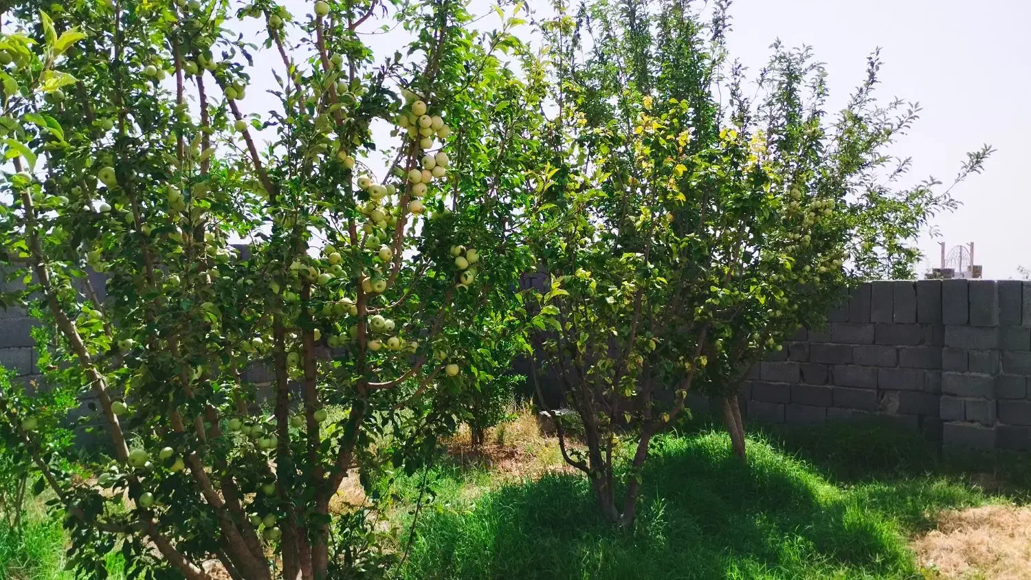 باغ|فروش زمین و ملک کلنگی|زاویه, |دیوار