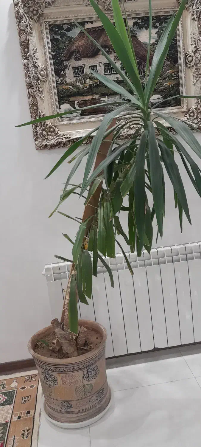 گل یوکا|گل و گیاه طبیعی|قوچان, |دیوار