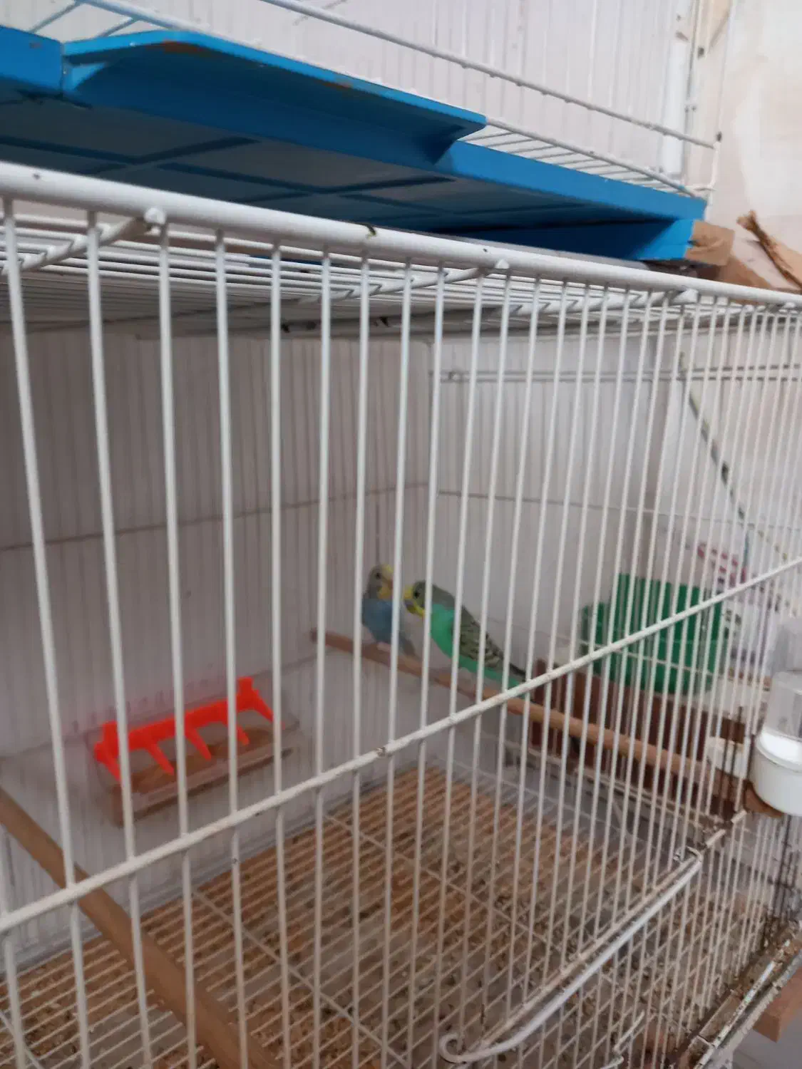 مرغ عشق|پرنده|تایباد, |دیوار