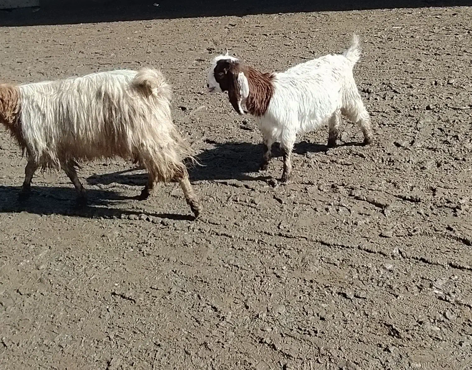 بز بزغاله|حیوانات مزرعه|تربت‌حیدریه, حاجی یار‎|دیوار