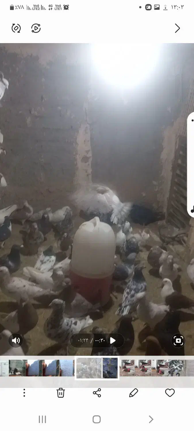 کبوتر|پرنده|فیروزه, |دیوار