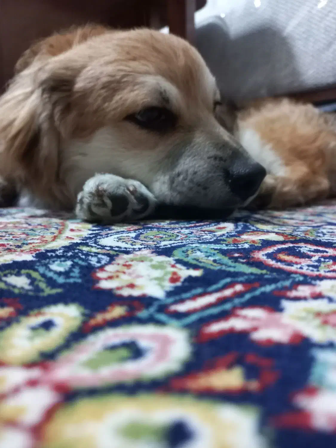 حیوان خانگی|سگ|فردیس, شهرک شهید حسینی|دیوار