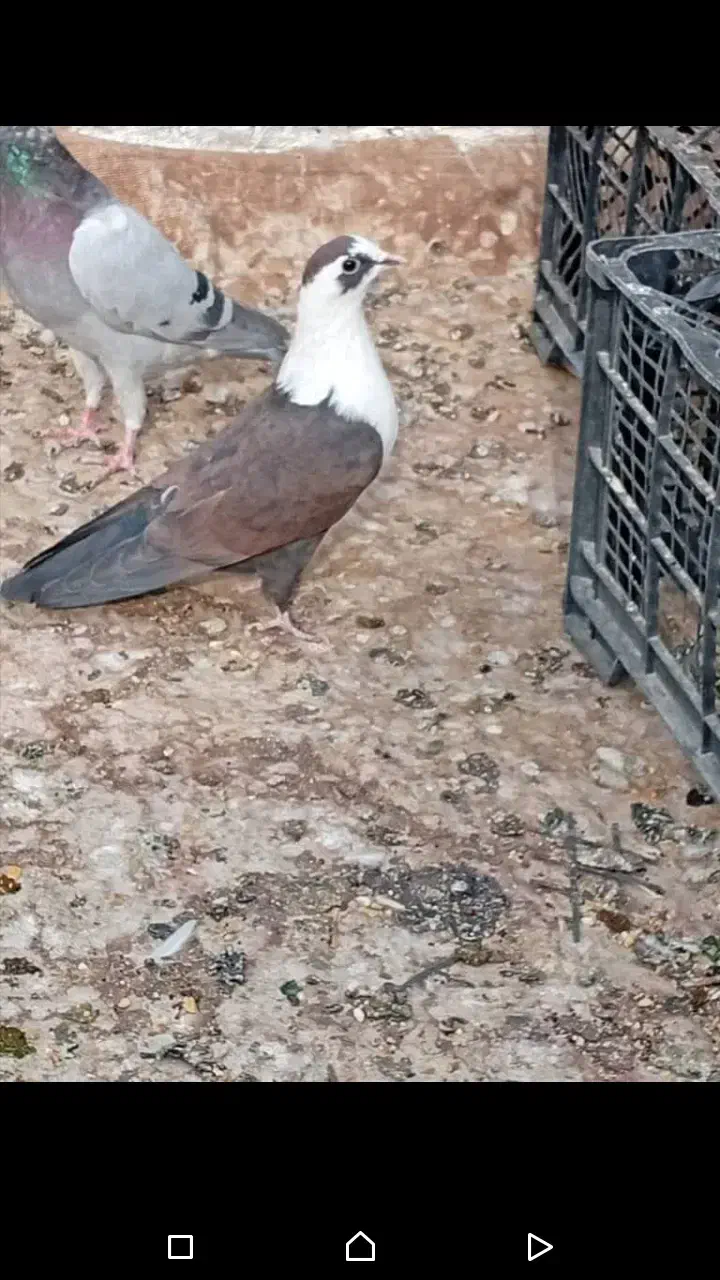 مقلف مخمل بی عیب|پرنده|کازرون, |دیوار