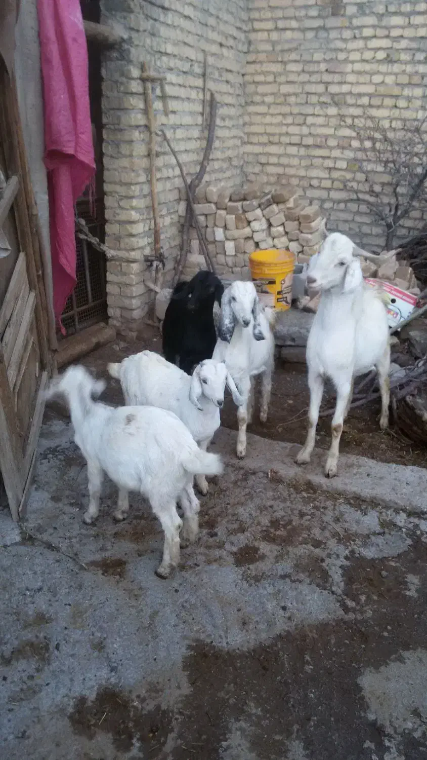 بزغاله نر و ماده|حیوانات مزرعه|باغ بهادران, |دیوار