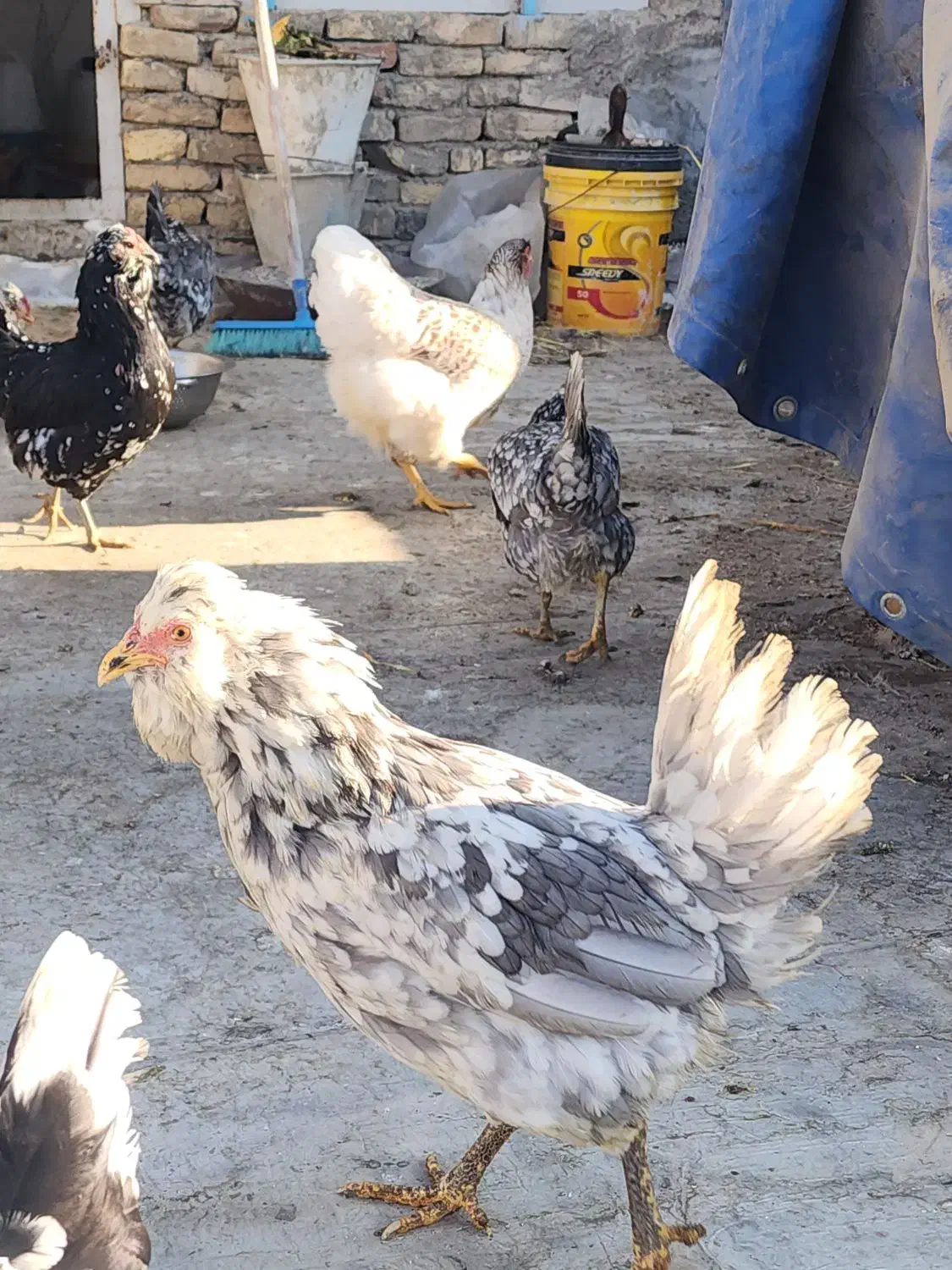 تخم مرغ نطفه دار|حیوانات مزرعه|فلاورجان, |دیوار