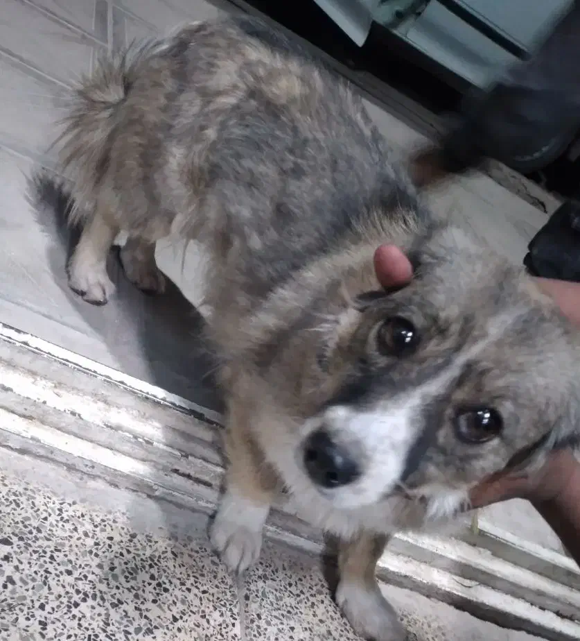 پت/سگ خونگی حیوون خونگی|سگ|رفسنجان, |دیوار