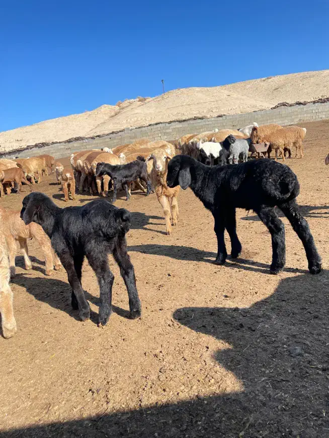 نیازمند چوپان یا کارگر وارد برای دامداری|استخدام سرایداری و نظافت|بجنورد, |دیوار