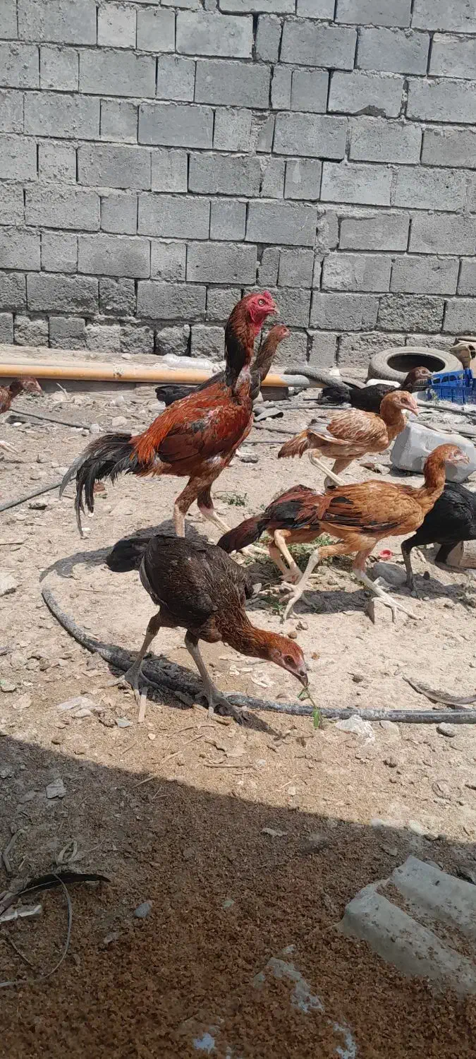 خروس لاری رودان کهنشوییه|حیوانات مزرعه|بیکاه, |دیوار