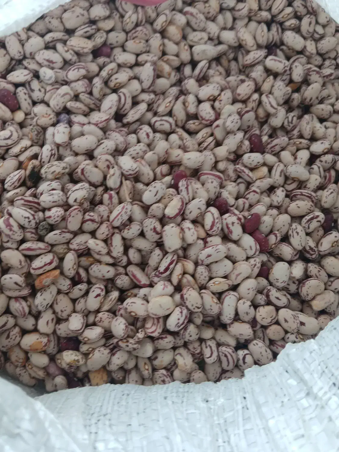 ماش تازه امسال|خوردنی و آشامیدنی|صومای برادوست, |دیوار