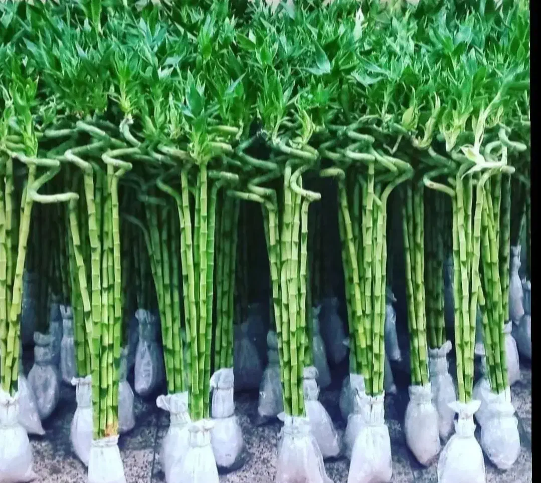 شیشه بامبوقطره بامبوبامبو بدون پیچ و پیچدار|گل و گیاه طبیعی|مشهد, شهید مطهری|دیوار