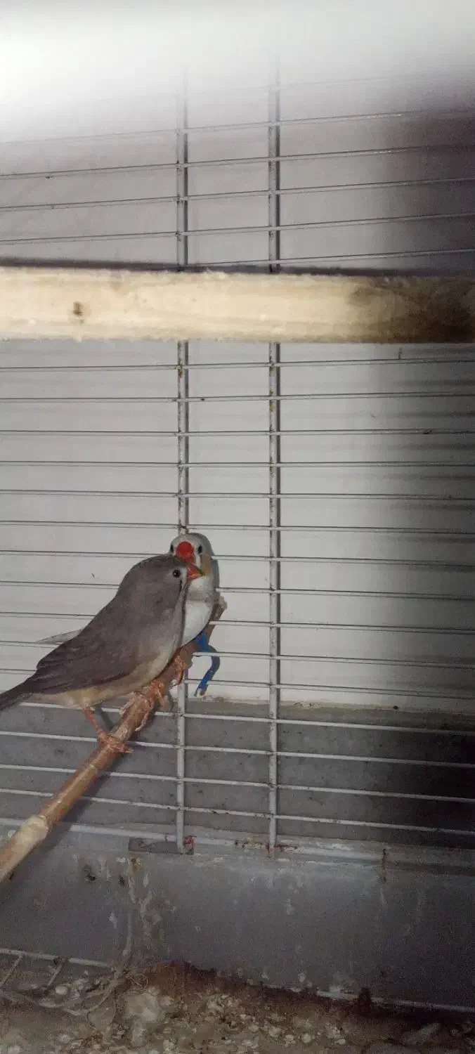 فنچ|پرنده|کلاله, |دیوار