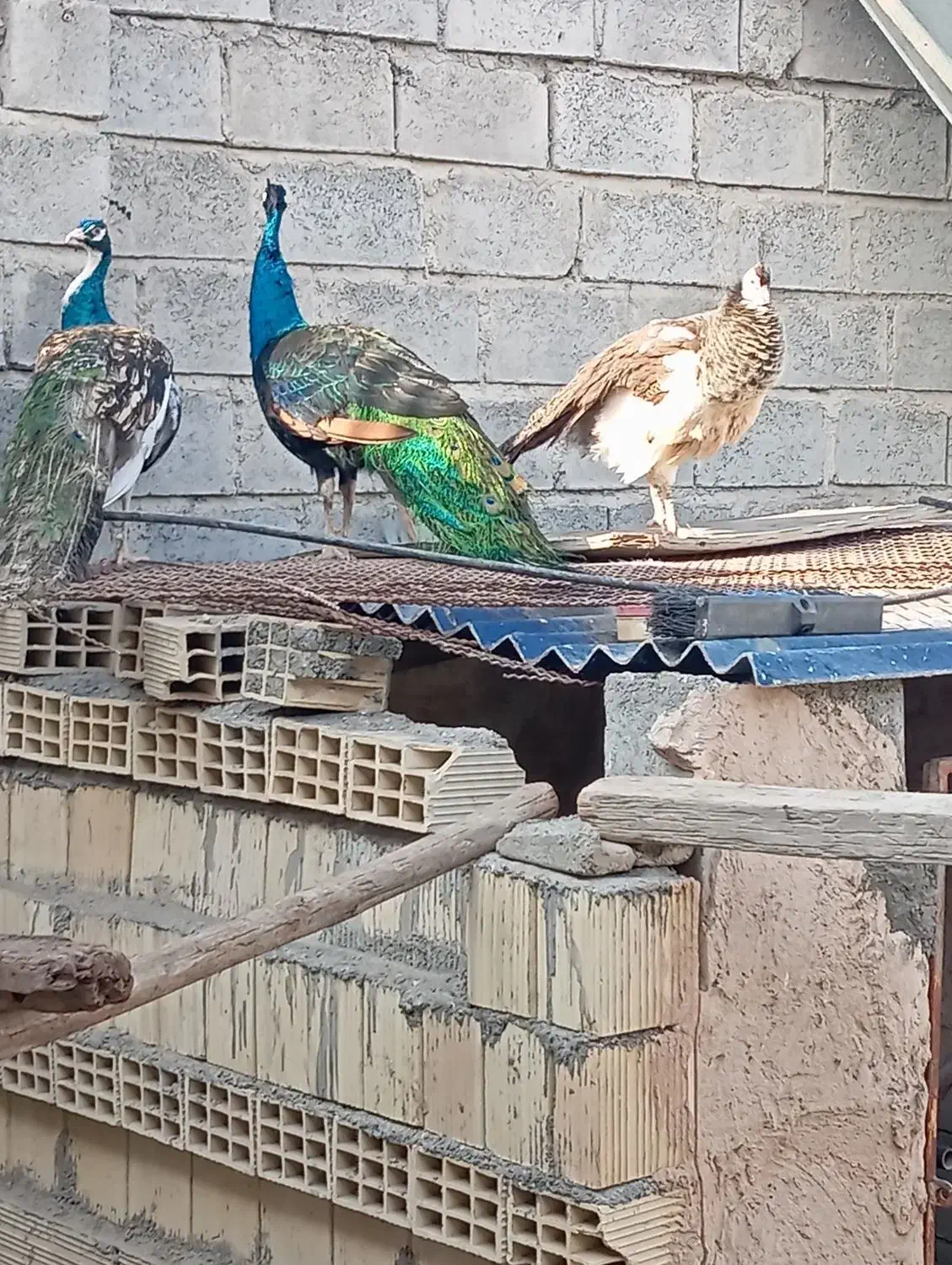 مرغ بهشتی طاوس|پرنده|میناب, |دیوار