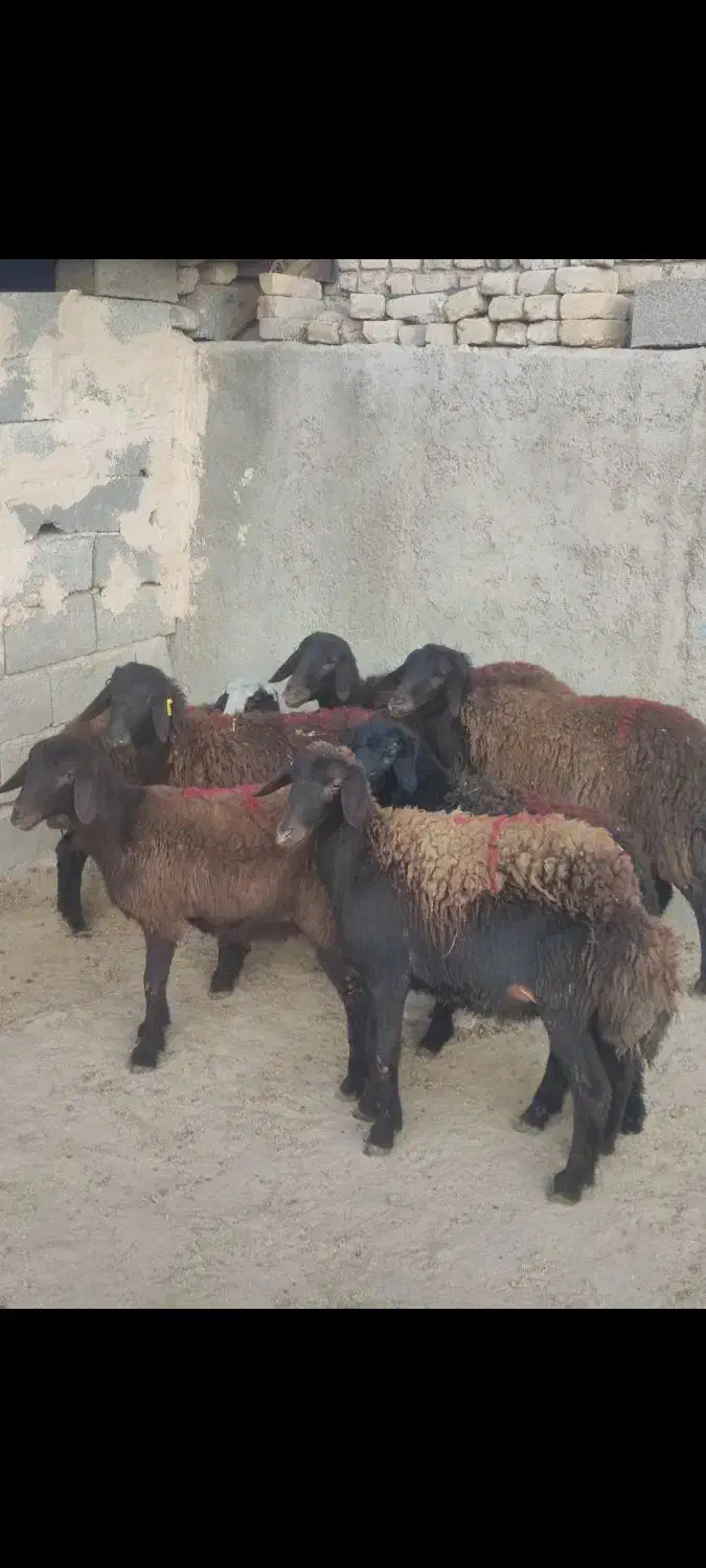 بره ماده قزل افشاری|حیوانات مزرعه|محمدیه-قزوین, |دیوار