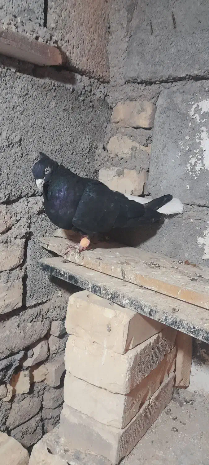 سلام دوستان|پرنده|کرخه, |دیوار