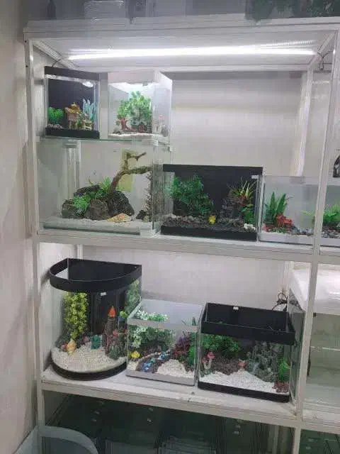 آکواریوم|ماهی|گرگان, |دیوار