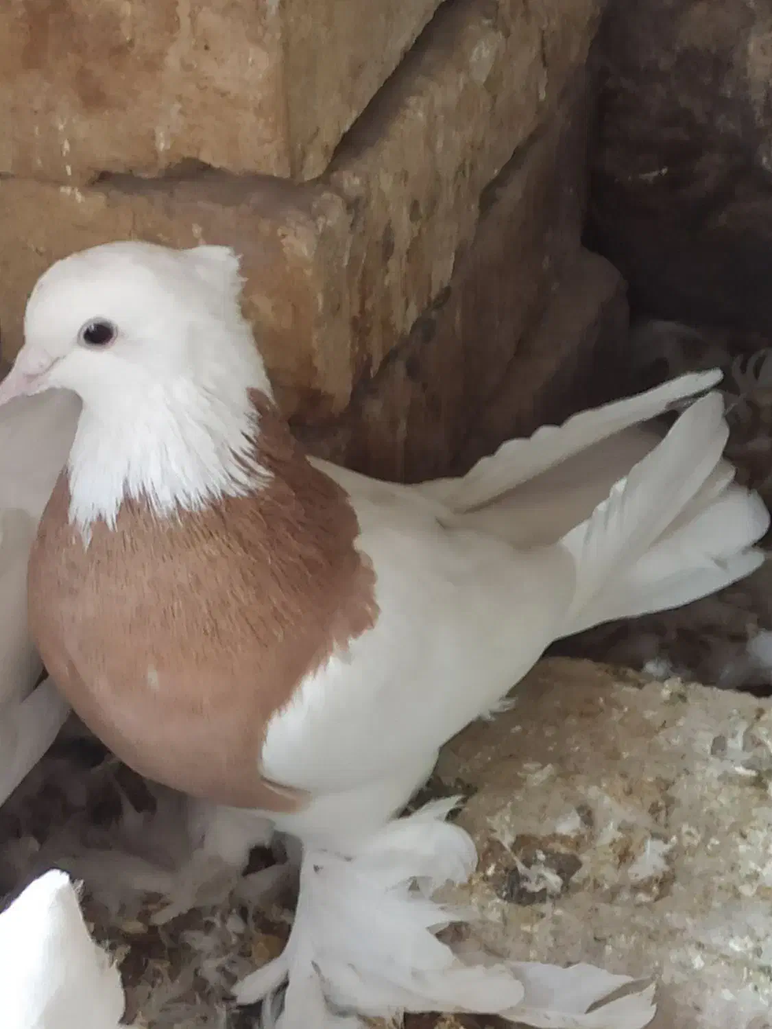 طوقی پالخت و پاپر سلطنتی|پرنده|پیر بکران, |دیوار