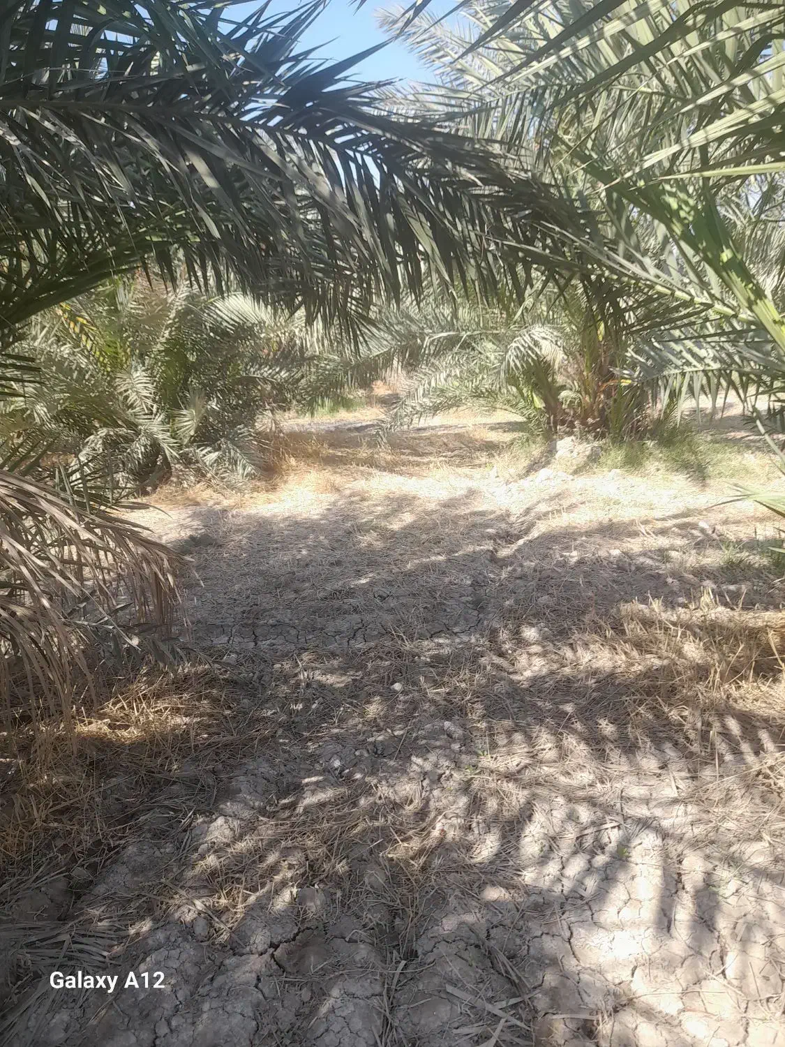 نهال برحی|گل و گیاه طبیعی|خرمشهر, |دیوار