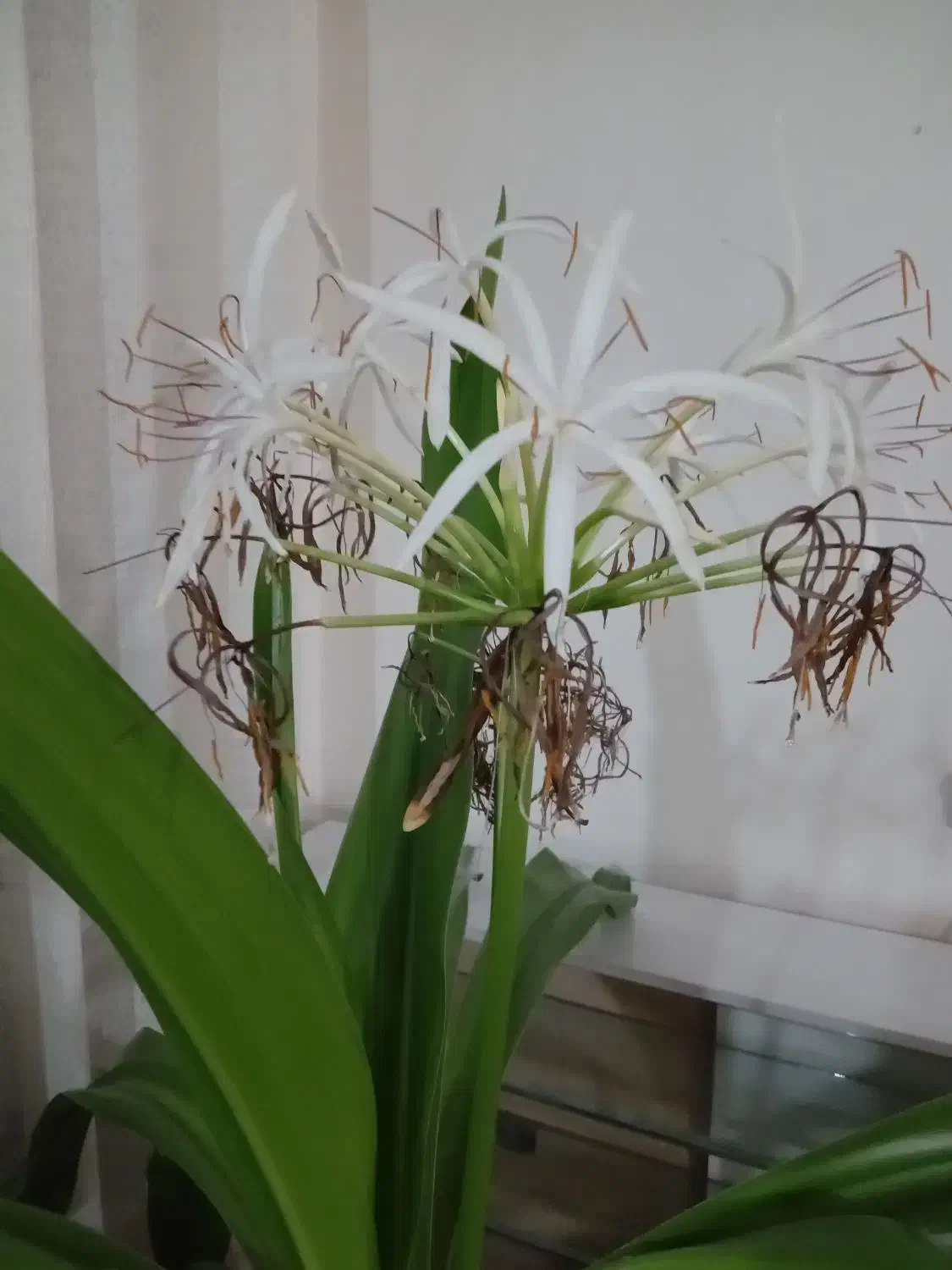 گل مادر|گل و گیاه طبیعی|شیراز, محراب|دیوار