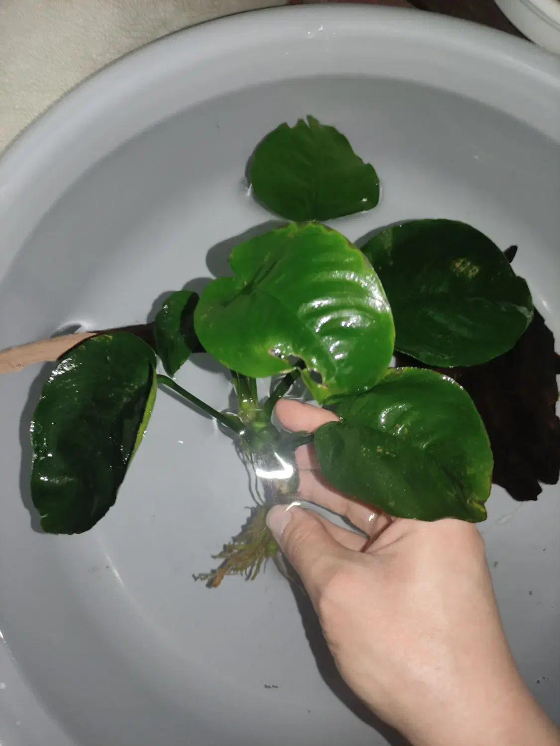 گیاه آنوبیاس آکواریوم معاوضه با کت|ماهی|شاهین‌شهر, عطار|دیوار