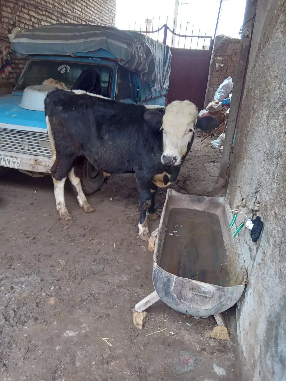 دو عدد گاو نز سیمینتال|حیوانات مزرعه|مهربان, |دیوار