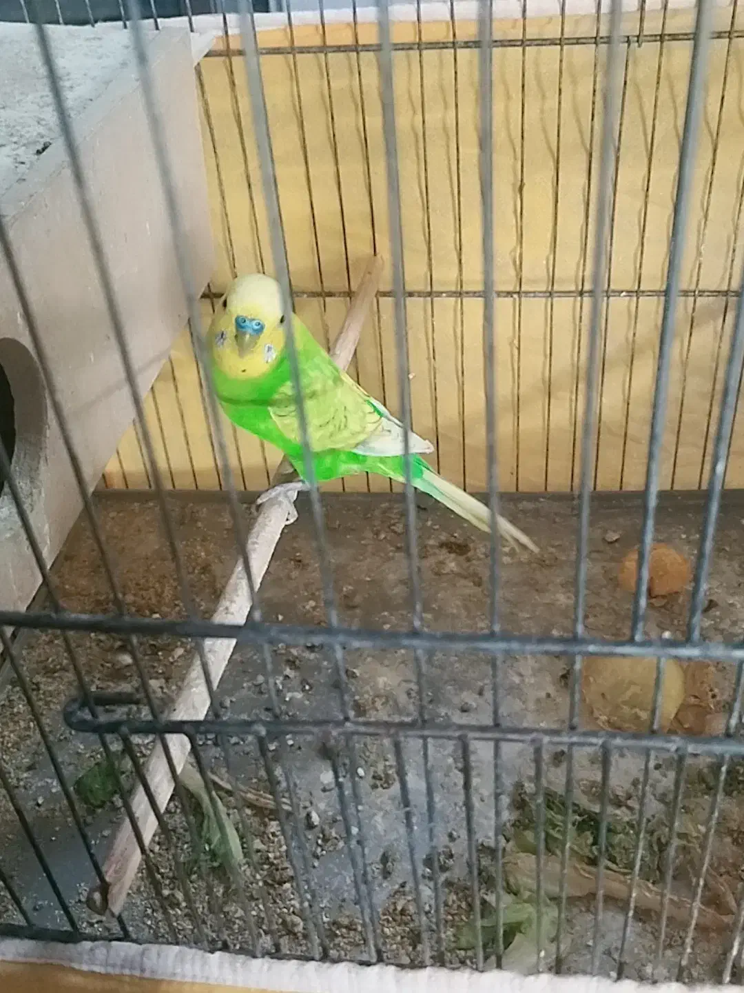 مرغ عشق|پرنده|ایذه, |دیوار