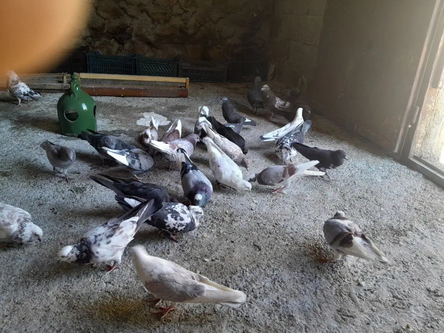 کبوتر|پرنده|بدره, |دیوار