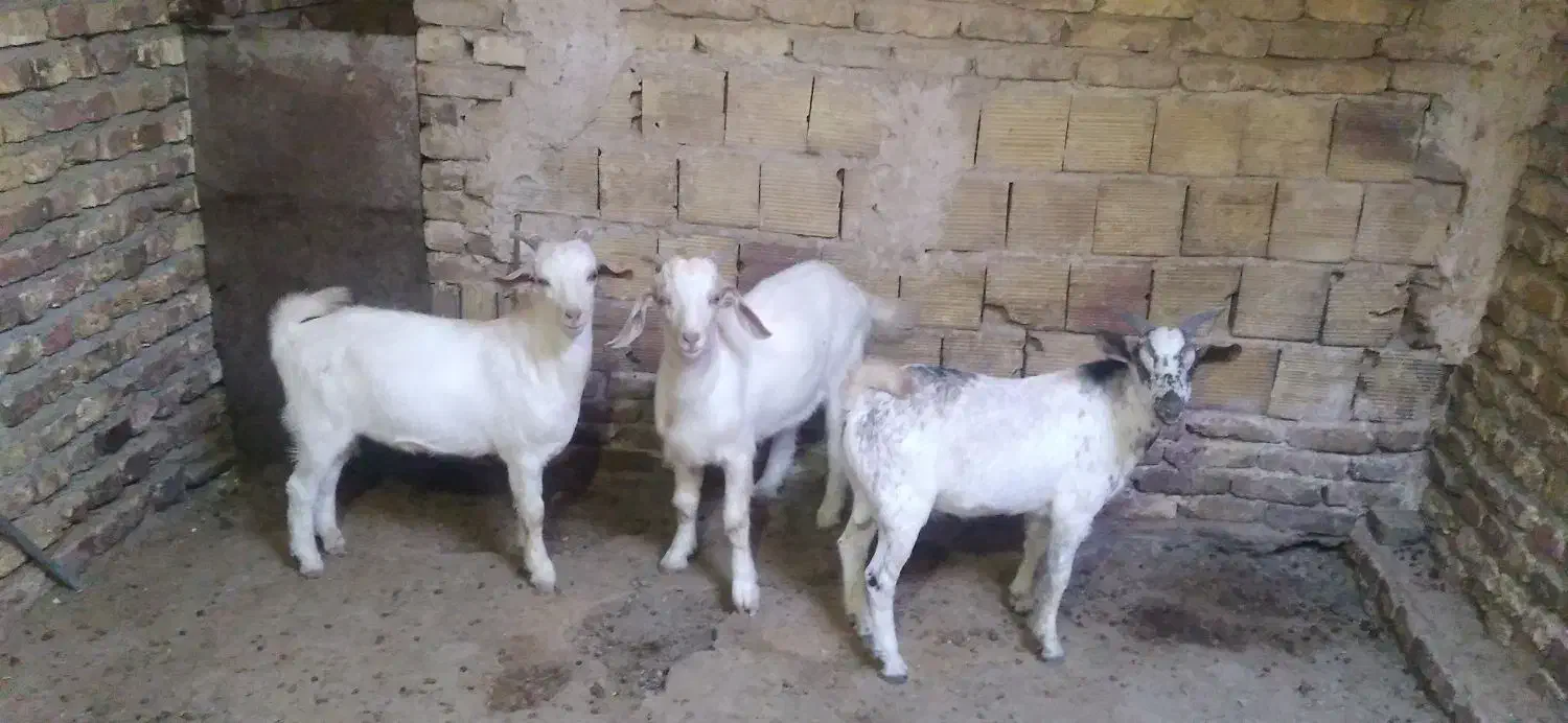 نر بز وبزغاله نر|حیوانات مزرعه|فریمان, |دیوار