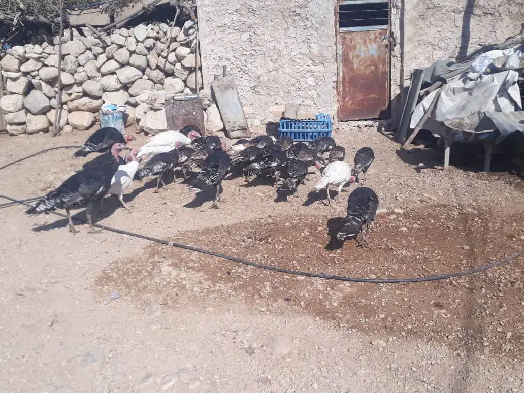 بوقلمون باقیمت مناسب|حیوانات مزرعه|بهبهان, |دیوار