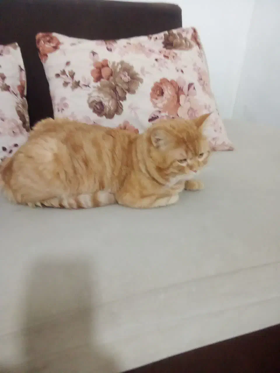 گربه پرشین و اسکاتیش|گربه|مشهد, شهرک مهرگان|دیوار